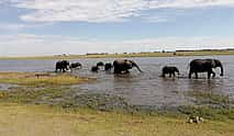 Фото 4 Half Day Chobe Trip