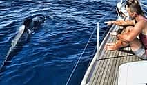 Photo 4 Tenerife: Premium All Inclusive Whale and Dolphin Watching Experience