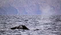 Photo 4 Responsible Whale and Dolphin Watching Tour - Funchal