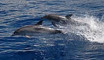 Фото 4 Наблюдение за дельфинами и китами