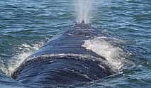 Фото 4 Частный береговой тур с наблюдением за китами в Херманус из Кейптауна
