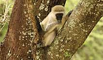 Photo 4 Tanzania: Day Safari in Tarangire National Park