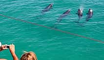 Photo 3 Dolphin Watching in the Wild - Half Day 