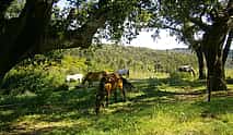 Photo 4 Horseback Riding Experience
