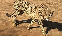 Photo 4 Ann Van Dyk Cheetah Centre Tour from Johannesburg or Pretoria