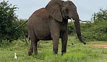 Photo 3 Dinokeng Game Reserve Tour from Sandton