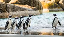 Foto 3 Visita guiada privada de un día a los pingüinos de la Península del Cabo