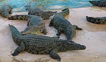 Photo 3 Dubai Crocodile Park Tour with Private Transfers