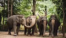 Фото 3 Экскурсия в заповедник слонов