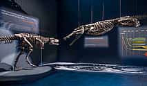 Photo 4 Dubai Crocodile Park Tour and Marina Dhow Dinner Cruise with Private Transfers