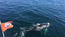 Photo 4 Whale Watching Tour