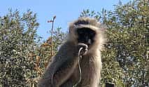 Photo 4 An Unforgettable Safari from Johannesburg to Pilanesberg
