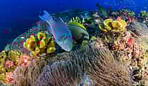 Photo 4 Garajau Marine Reserve Diving Experience