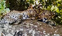 Photo 4 Sri Lanka Yala Wildlife Safari Tour Packages