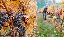 Photo 4 Private Tour in Winery Area with transfer From Vienna to Prague