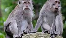 Foto 4 Ubud Temples, Waterfalls, Rice Terraces & Balinese Culture