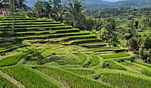 Фото 4 Full Day Bali Nature & Iconic Temple Tour: Sangeh, Jatiluwih & Tanah Lot