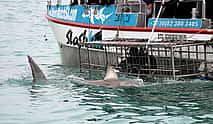 Фото 3 Дайвинг в клетке с акулами из Кейптауна
