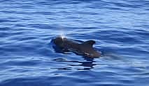 Фото 3 Частный круиз с наблюдением за китами и дельфинами