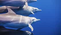 Foto 4 Schwimmen mit Delphinen im Ozean