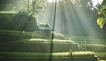 Foto 3 Ubud Highlight Tour: Natur, Tempel, Wasserfall und Reisterrasse