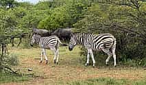 Photo 4 Dinokeng Game Reserve Tour from Sandton