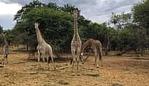 Photo 3 Horseback Safari from Johannesburg