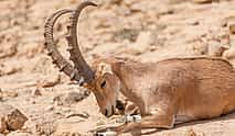 Photo 3 Safari Day Tour to Wadi El Gamal National Park from Marsa Alam