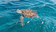 Photo 3 Snorkeling with Sea Turtle Experience, São Vicente