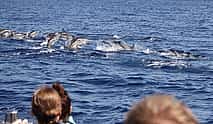 Photo 3 Responsible Whale and Dolphin Watching Tour - Funchal