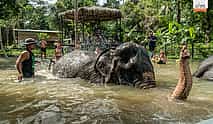 Photo 4 Samui: Elephant Spa