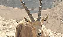 Photo 4 Private Day tour to Masada and Dead Sea