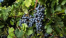 Photo 4 Exclusive Chianti Rufina Private Half Day Tour with Lunch and Wine Tasting from Florence