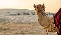 Photo 3 8 Hours | Private Tour | Combo: Half Day City Tour + Desert Safari