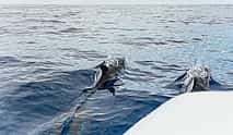 Photo 3 Dolphins/Whales Experience
