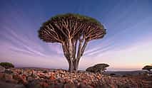 Foto 4 8 días en la isla de Socotra
