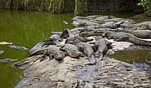 Photo 3 Private Dubai City tour & Crocodile Park Visit