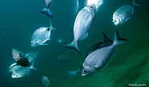 Photo 3 Become a Certified Open Water Diver from Sesimbra - Your Underwater Adventure Starts Here!