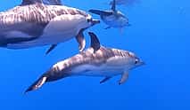 Foto 4 Madeira: Delfinbeobachtung
