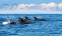 Foto 3 Madeira: Delfinbeobachtung