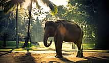 Photo 4 Bali Elephant Safari Park Tour