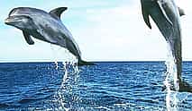 Фото 3 Экскурсия к дельфинам в Кизимкази