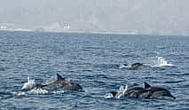 Фото 3 Экскурсия с дельфинами и снорклингом