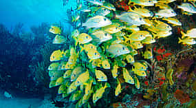 照片 1 Riviera Maya Snorkeling Adventure: Lagoon, Cenote & Underground River