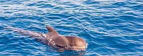 Photo 1 Tenerife: Premium All Inclusive Whale and Dolphin Watching Experience