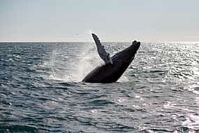 Photo 1 Whale Watching Tour