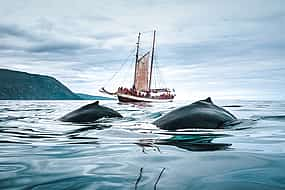 Foto 1 Whale Watching on Sailboat from Húsavík