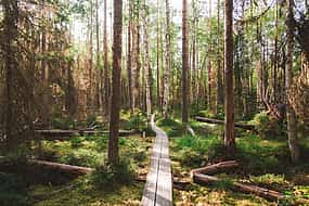 Photo 1 Helsinki's Best-kept Secret. Magical Taiga Forest Hike