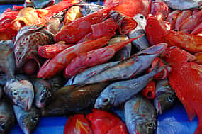 Foto 1 Charter Privado de Pesca de Caza Menor