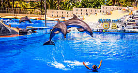 Фото 1 Dolphin Show from Alanya